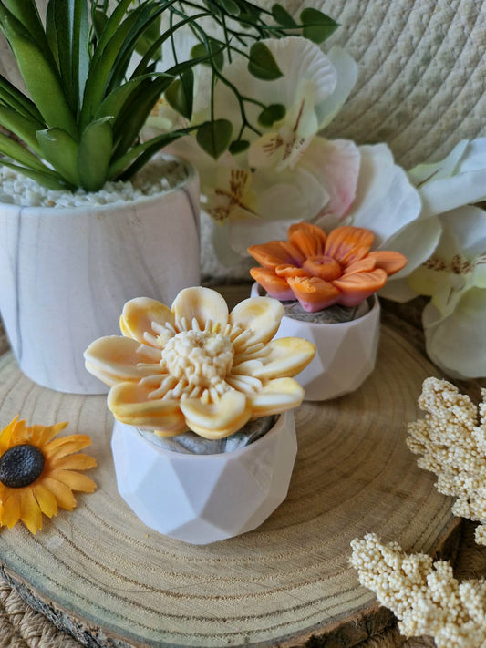Mini Fleur Beauté des îles